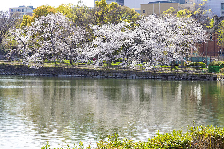 大阪城公园的樱花