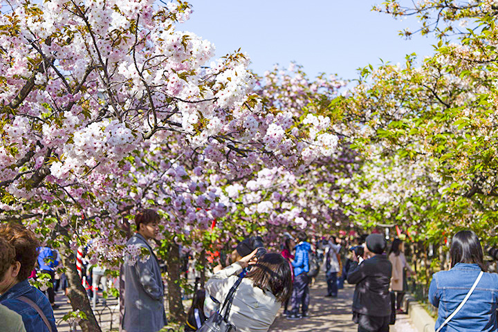 大阪造币局的赏樱之旅！
