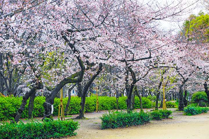 乘坐Osaka Metro发现的公园和路边的樱花们