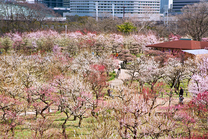 在大阪城的梅林呼吸梅花芬芳