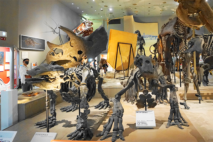 大阪市立自然史博物馆:第2展厅