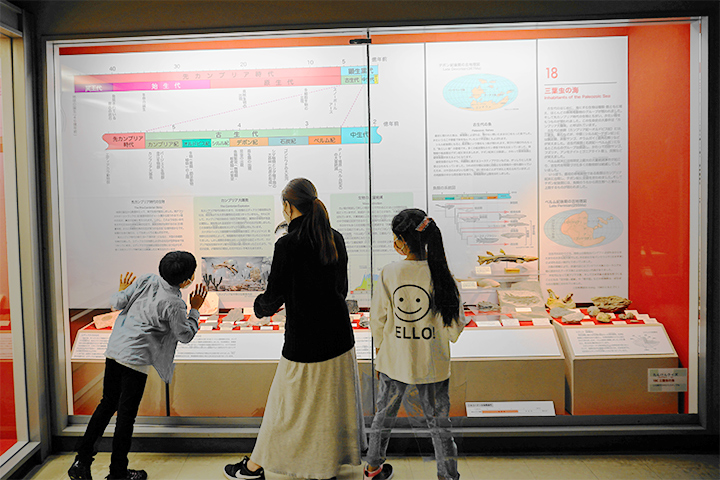 大阪市立自然史博物馆:第2展厅