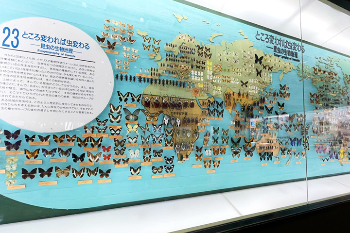 大阪市立自然史博物馆:第3展厅