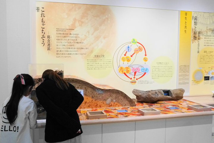大阪市立自然史博物馆:第5展厅