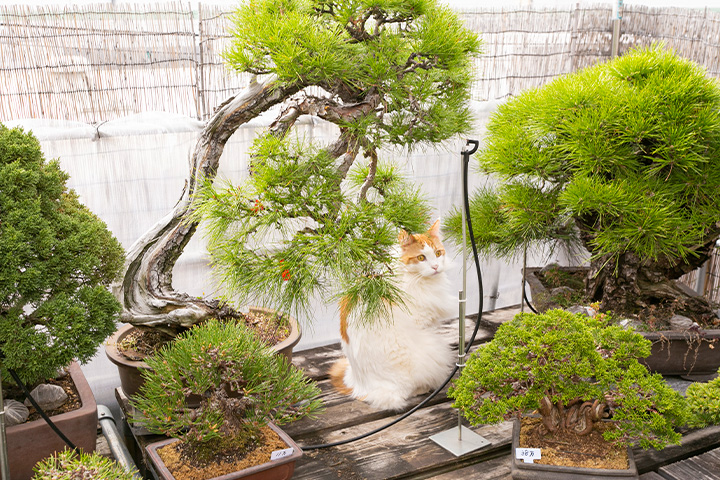 盆栽和猫