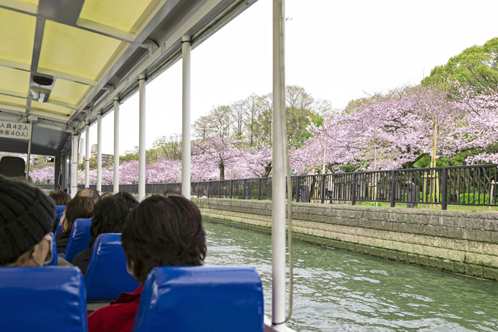 大河沿岸的樱花行道树