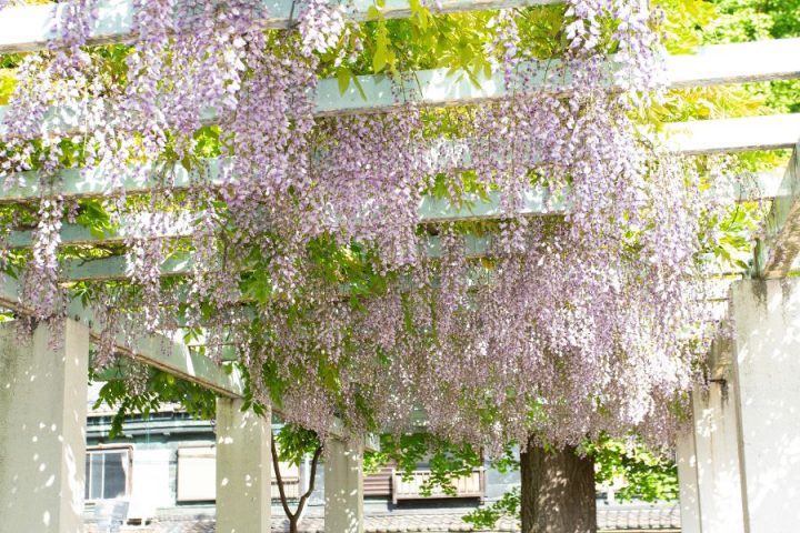 野田藤巡礼2026