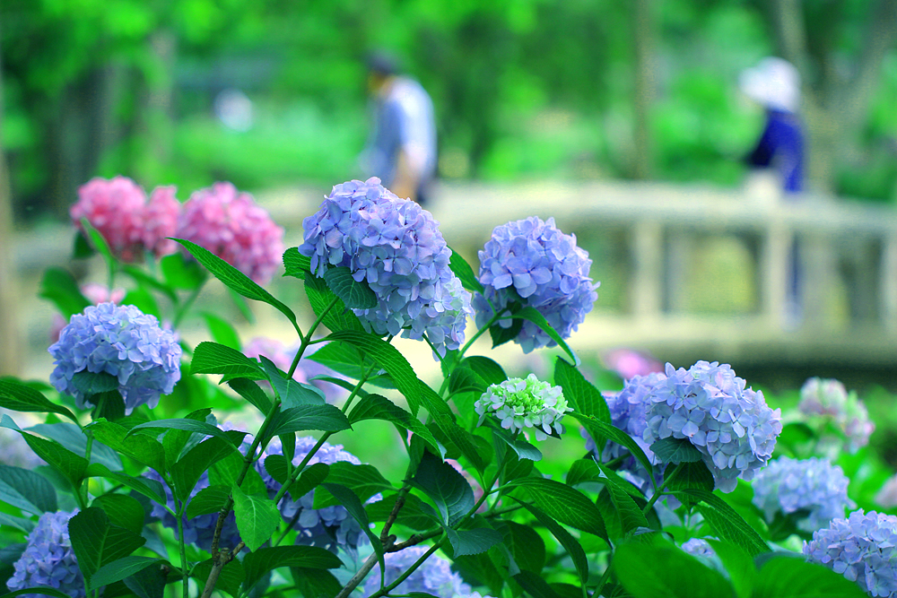 长居植物园　绣球花节