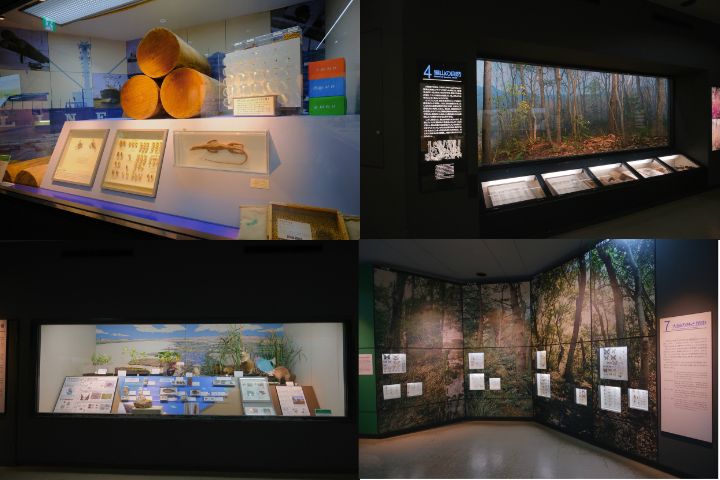 大阪市立自然史博物馆:第1展厅
