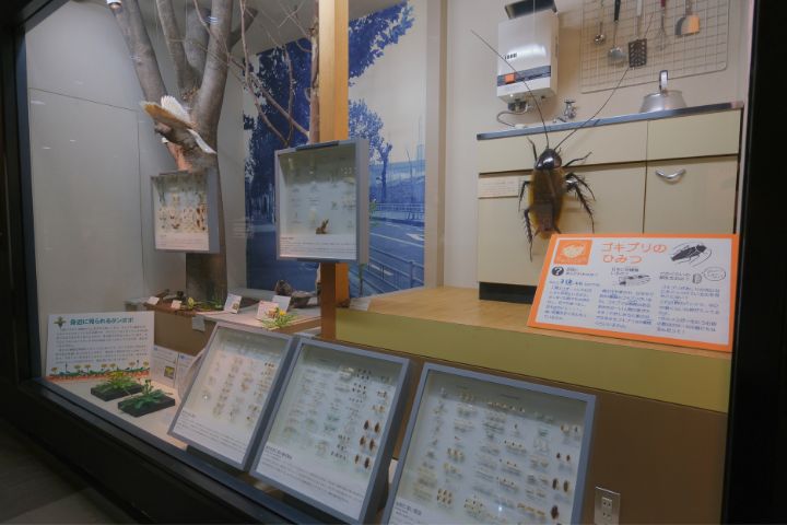 大阪市立自然史博物馆:第1展厅