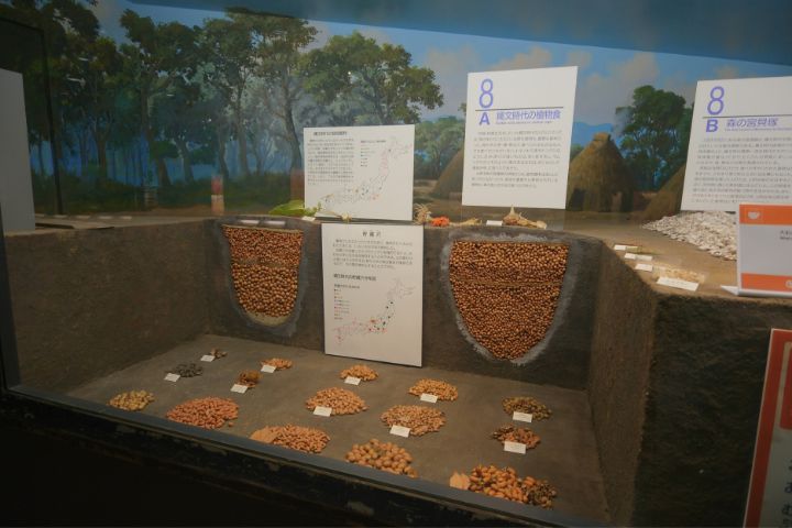 大阪市立自然史博物馆:第1展厅