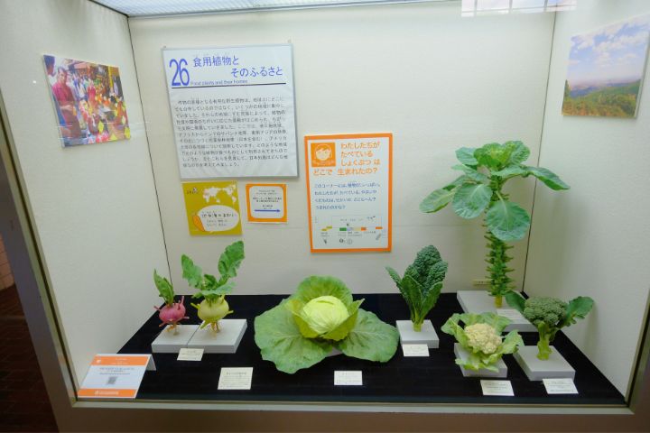 大阪市立自然史博物馆:第4展厅