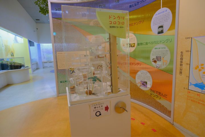 大阪市立自然史博物馆:第5展厅